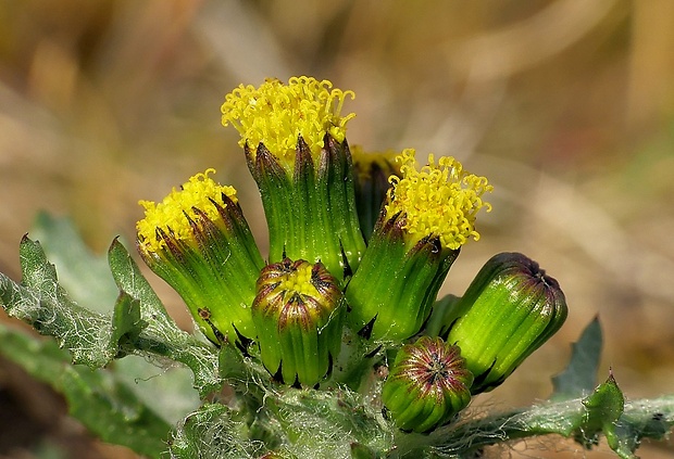 starček obyčajný Senecio vulgaris L.