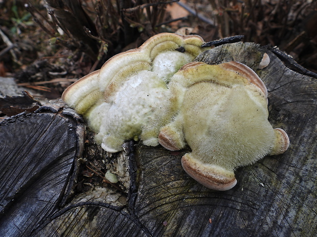 trúdnikovec chlpatý Trametes hirsuta (Wulfen) Lloyd