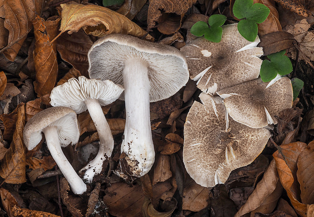 čírovka sivookrová Tricholoma scalpturatum (Fr.) Quél.