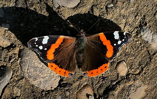 babôčka admirálska (sk) / babočka admirál (cz) Vanessa atalanta (Linnaeus, 1758)