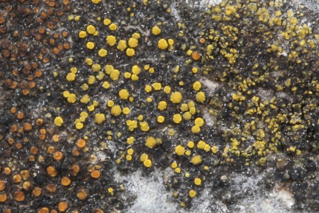 krásnica Variospora sp.