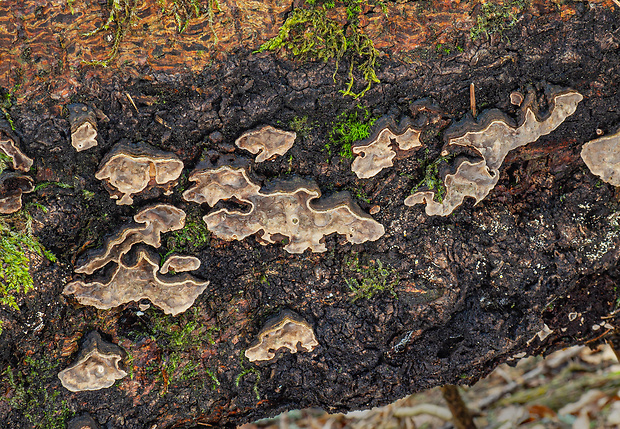 pevnica škridlicovitá Amylostereum areolatum (Chaillet ex Fr.) Boidin