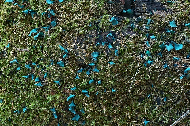 zelenica Chlorociboria sp.