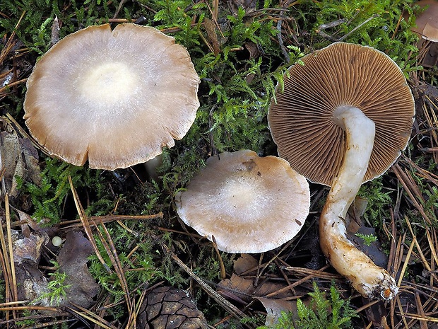 pavučinovec marhuľovožltý Cortinarius armeniacus (Schaeff.) Fr.