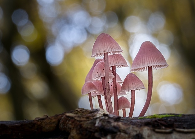 prilbička krvavomliečna Mycena haematopus (Pers.) P. Kumm.