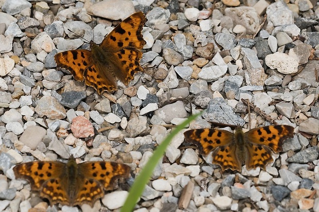 babôčka zabatokrídlová Polygonia C-album