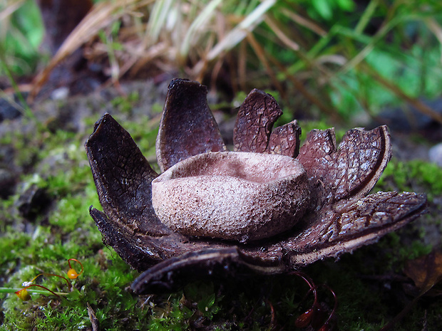 hviezdovec vlahojavný Astraeus hygrometricus (Pers.) Morgan