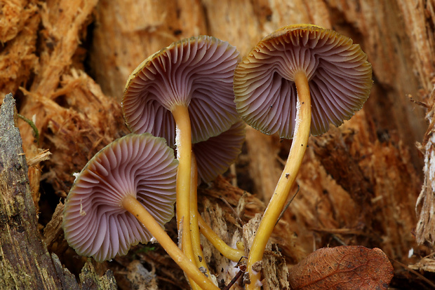 kalichovka Chromosera cyanophylla (Fr.) Redhead, Ammirati & Norvell