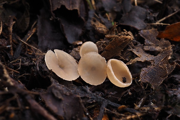 jahňadka Ciboria sp.