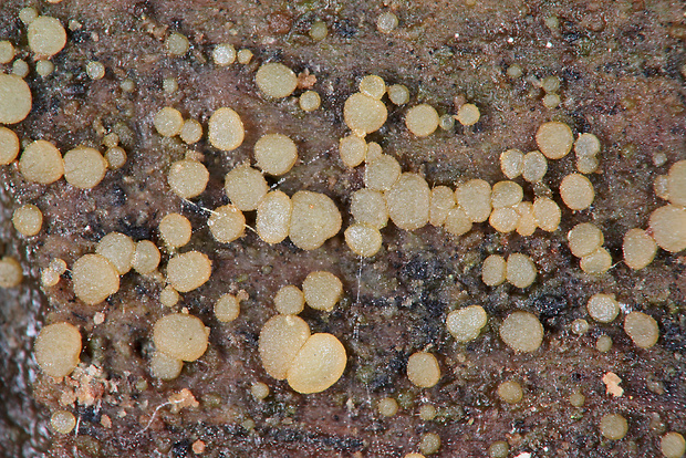 voskovička Claussenomyces prasinulus (P. Karst.) Korf & Abawi