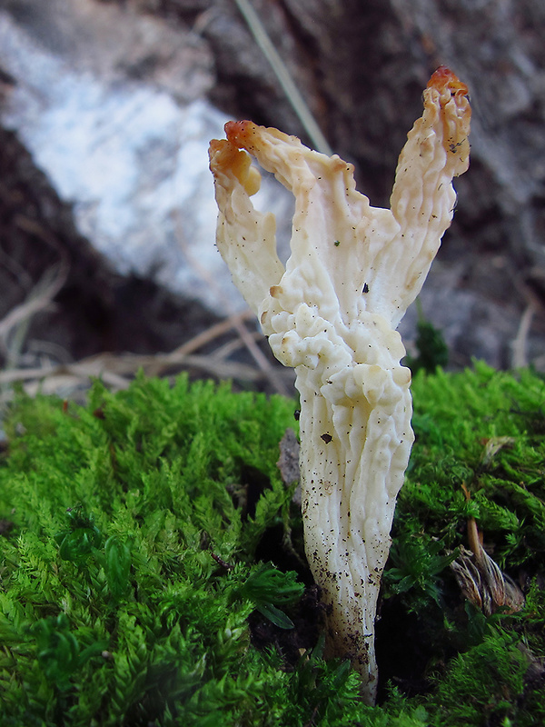 konárovka vráskavá Clavulina rugosa (Bull.) J. Schröt.