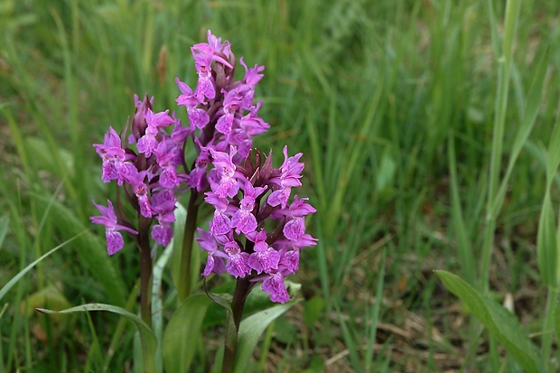 vstavačovec májový pravý Dactylorhiza majalis subsp. majalis (Reincherb.) Hunt & Summerh.