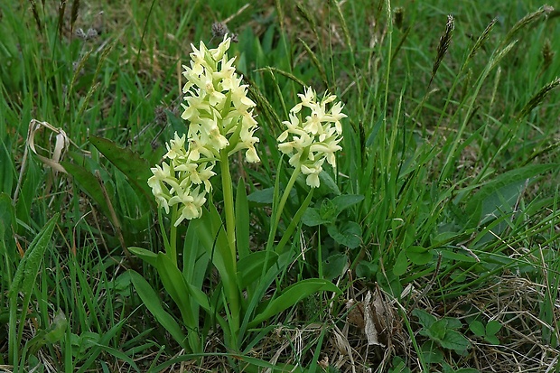 vstavačovec bazový Dactylorhiza sambucina (L.) Soó