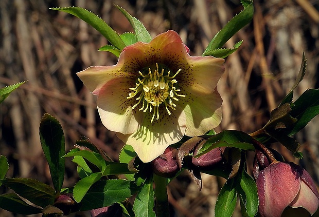 čemerica Helleborus orientalis Lam.