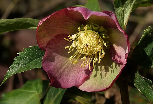 čemerica Helleborus orientalis Lam.