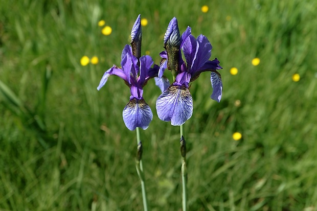 kosatec sibírsky Iris sibirica L.