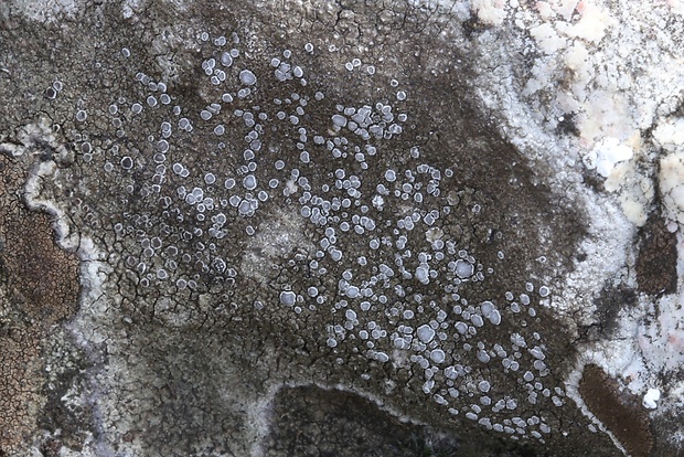 lekanora Lecanora sp.