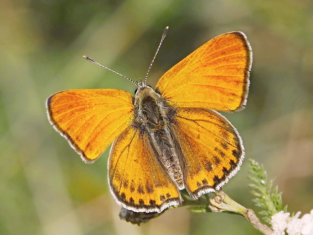 ohniváčik prútnatcový Lycaena thersamon