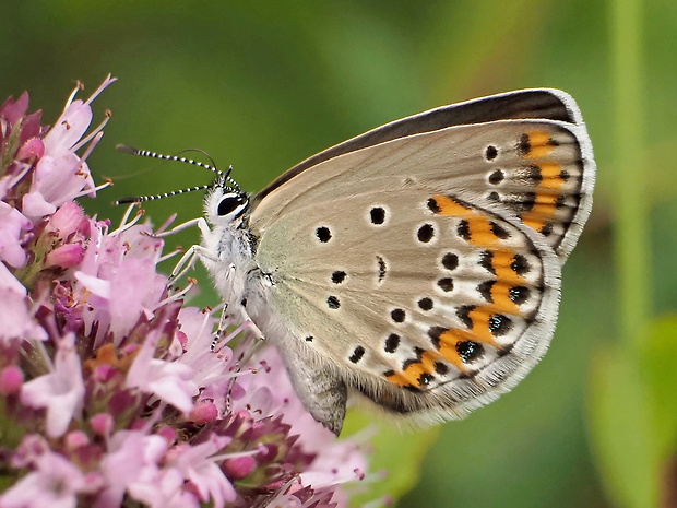 modráčik vresoviskový Plebejus argyrognomon