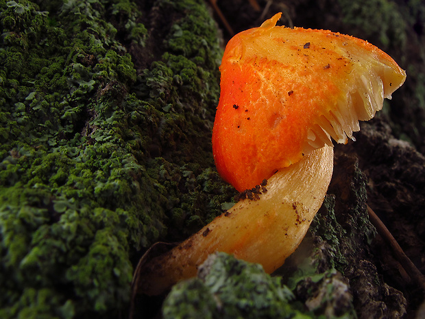 štítovka šarlátová Pluteus aurantiorugosus (Trog) Sacc.