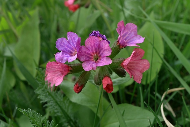 pľúcnik Pulmonaria sp.