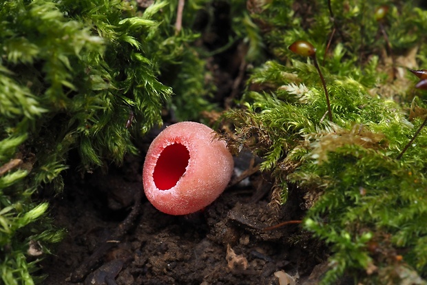 ohnivec šarlátový Sarcoscypha coccinea (Gray) Boud.