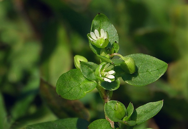 hviezdica prostredná Stellaria media (L.) Vill.