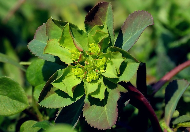 mliečnik kolovratcový Tithymalus helioscopia (L.) Scop.