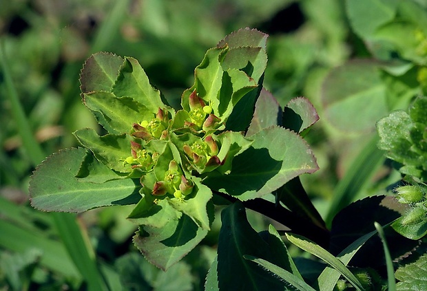 mliečnik kolovratcový Tithymalus helioscopia (L.) Scop.