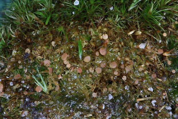 bryoscyphus turbinatus Bryoscyphus turbinatus (Fuckel) Spooner