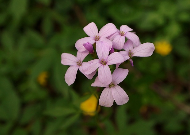 zubačka cibuľkonosná Dentaria bulbifera L.