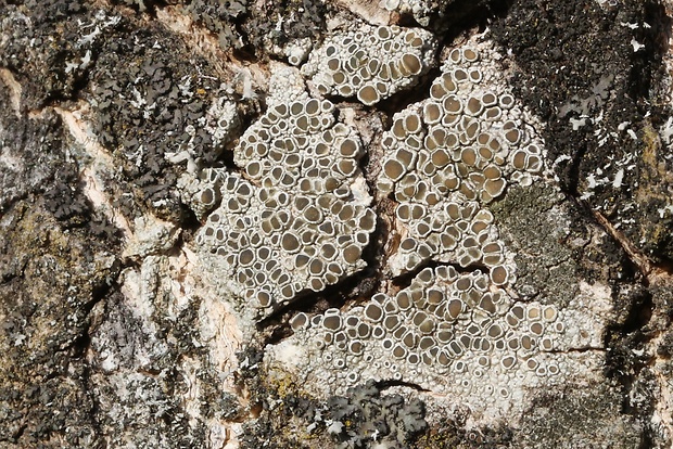 lekanora striebristá  Lecanora argentata (Ach.) Röhl.