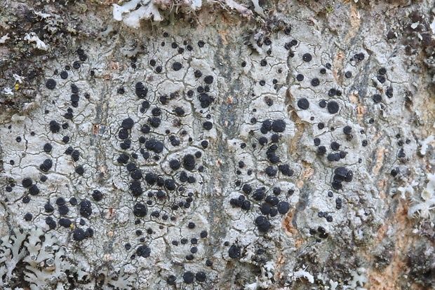 šáločka olivová Lecidella elaeochroma f. elaeochroma (Ach.) M. Choisy