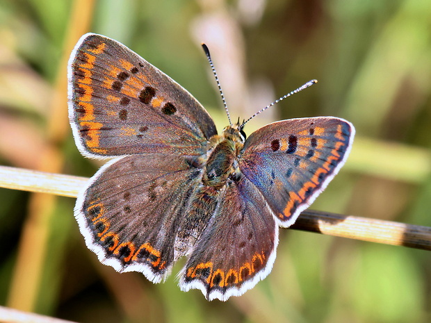 ohniváčik čiernoškvrnný Lycaena tityrus