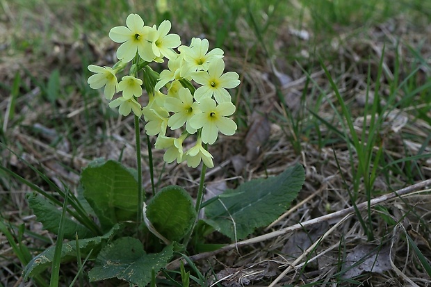 prvosienka vyššia Primula elatior (L.) L.