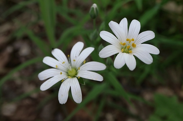 hviezdica veľkokvetá Stellaria holostea L.