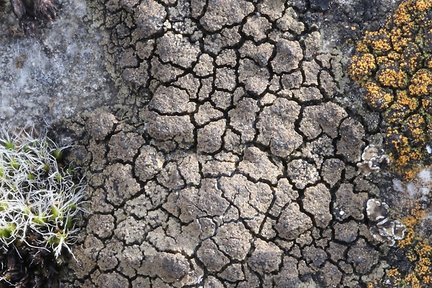 bradavnica černastá Verrucaria nigrescens f. nigrescens Pers.