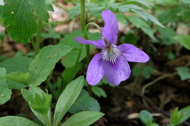 fialka Viola sp.