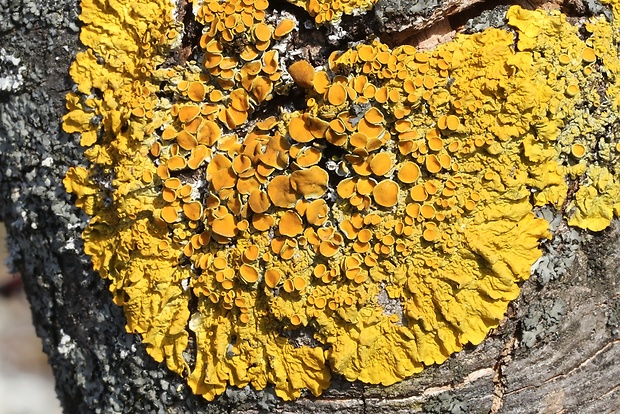 diskovník múrový Xanthoria parietina var. parietina (L.) Th. Fr.