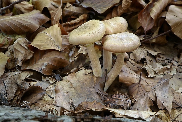 podpňovka Armillaria sp.