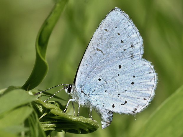 modráčik krušinový Celastrina argiolus