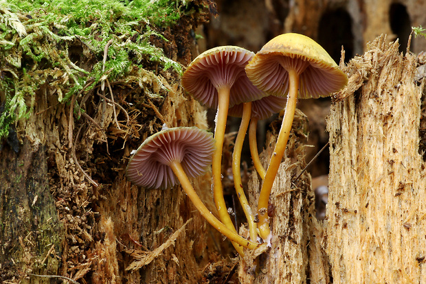 kalichovka Chromosera cyanophylla (Fr.) Redhead, Ammirati & Norvell