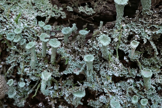 dutohlávka riasnatá Cladonia fimbriata (L.) Fr.