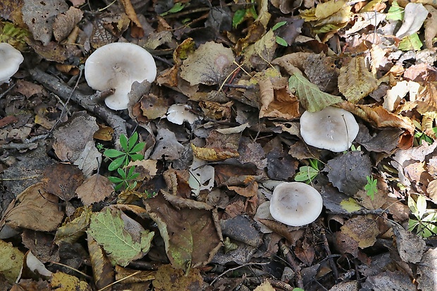 strmuľka inovaťová Clitocybe nebularis (Batsch) P. Kumm.