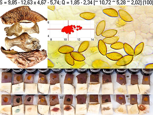 pavučinovec fialovookrajový Cortinarius balteatocumatilis Rob. Henry ex P.D. Orton