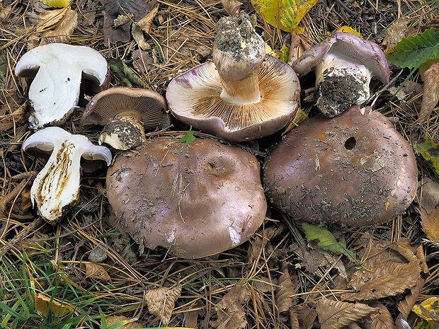 pavučinovec fialovookrajový Cortinarius balteatocumatilis Rob. Henry ex P.D. Orton