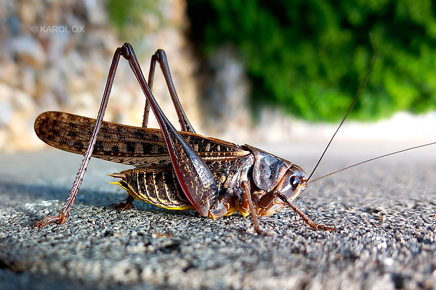 kobylka hryzavá Decticus verrucivorus