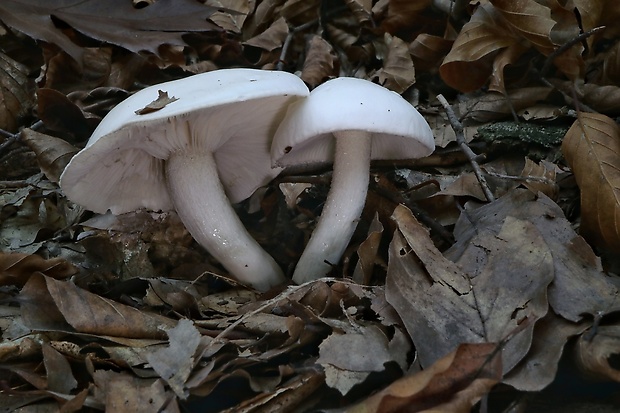 šťavnačka Hygrophorus sp.