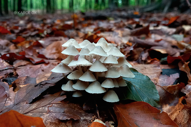 prilbička Mycena sp.