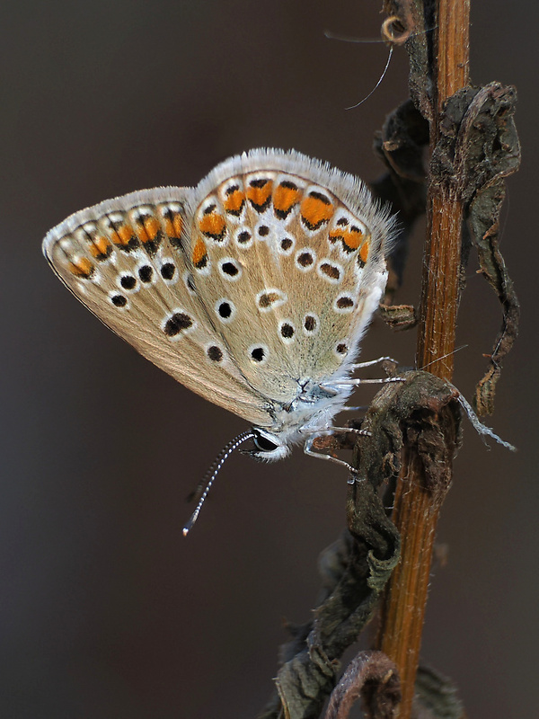 modráčik obyčajný Polyommatus icarus